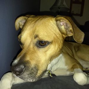 Meet your Posher, Shane